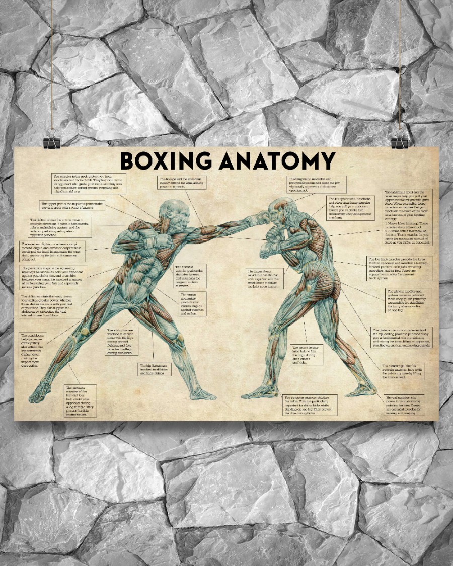 Boxing Anatomy Horizontal Poster 1