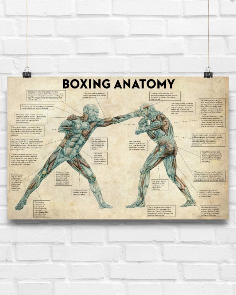 Boxing Anatomy Poster