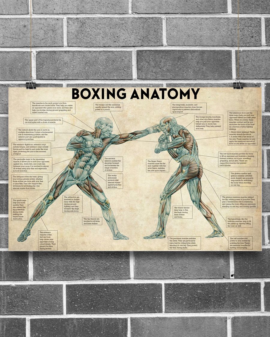 Boxing Anatomy Horizontal Poster